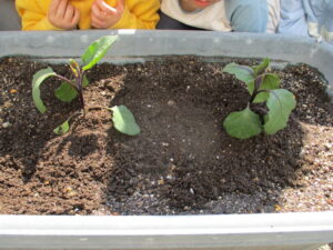 まつがね保育園なす